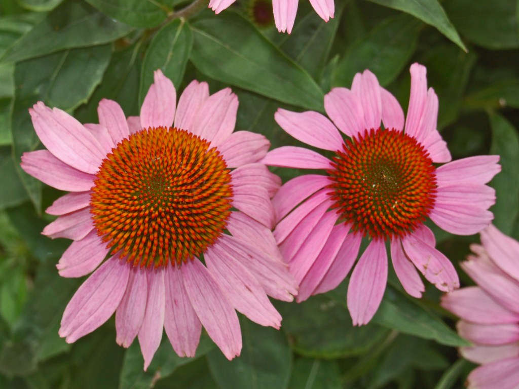 Echinacea purpurea